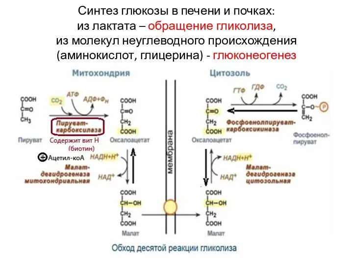 Синтез глюкозы в печени и почках: из лактата – обращение