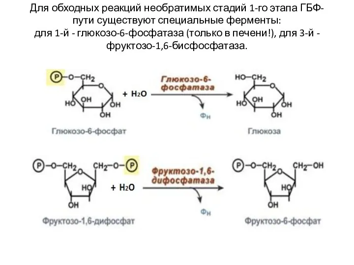 Для обходных реакций необратимых стадий 1-го этапа ГБФ-пути существуют специальные