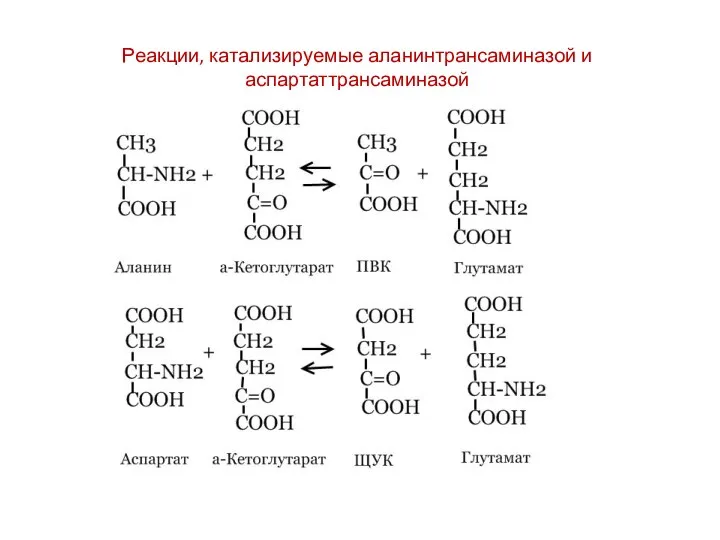 Реакции, катализируемые аланинтрансаминазой и аспартаттрансаминазой