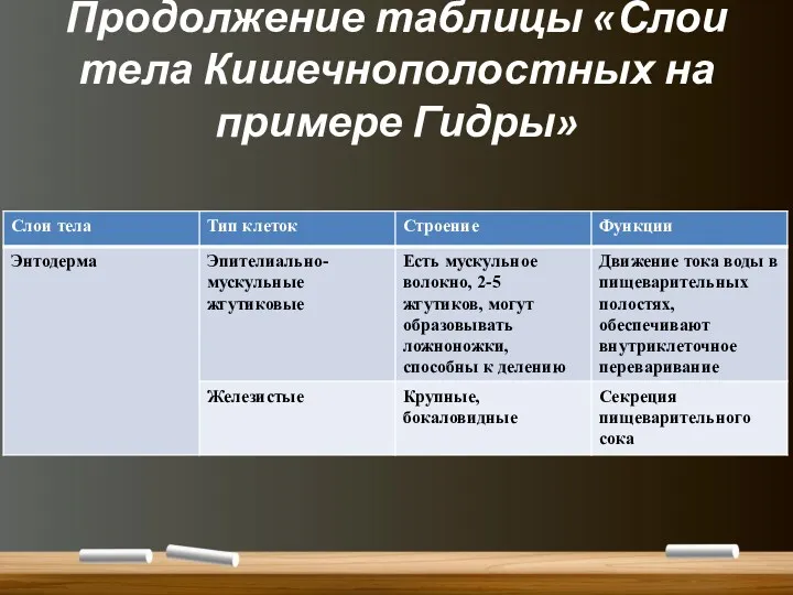 Продолжение таблицы «Слои тела Кишечнополостных на примере Гидры»