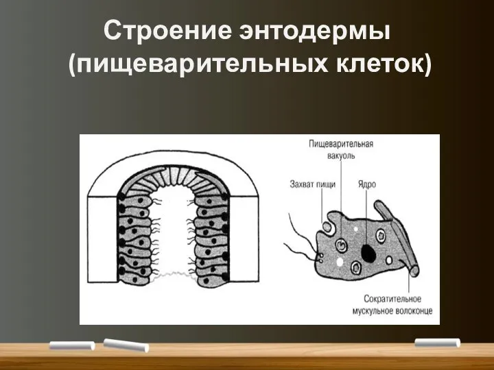 Строение энтодермы (пищеварительных клеток)