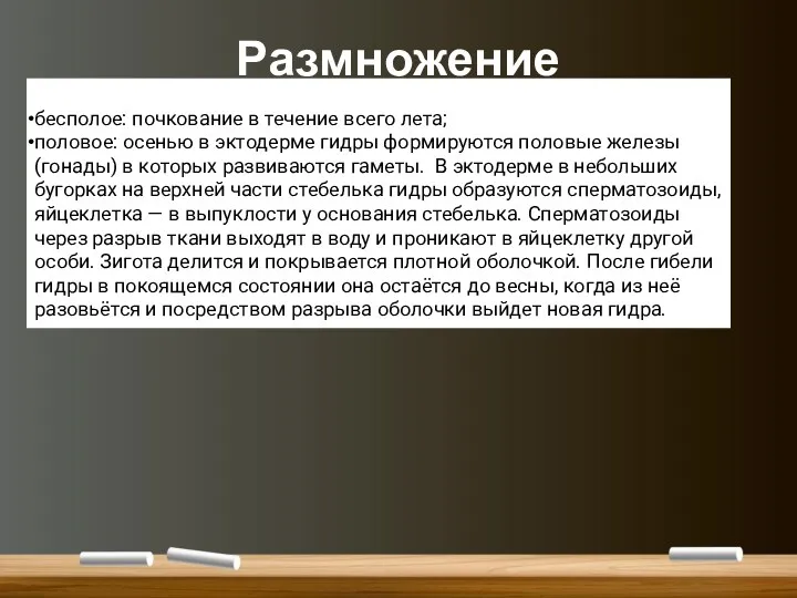 Размножение бесполое: почкование в течение всего лета; половое: осенью в