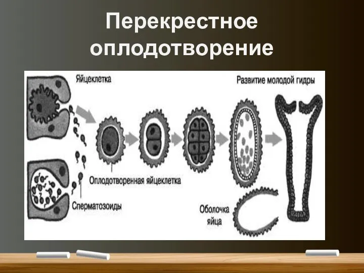 Перекрестное оплодотворение