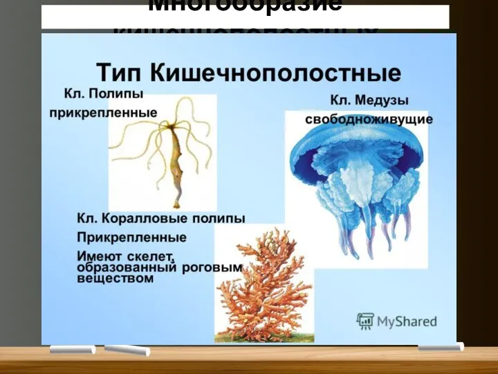 Многообразие кишечнополостных