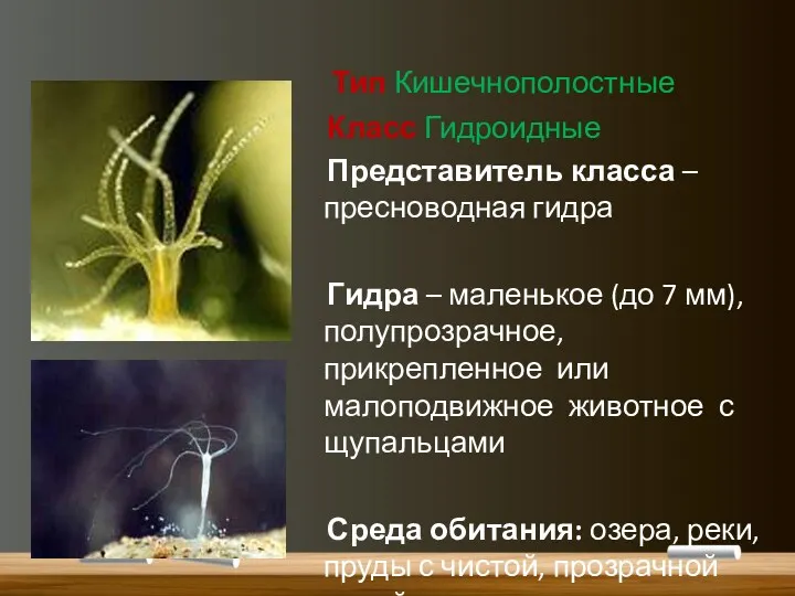 Тип Кишечнополостные Класс Гидроидные Представитель класса – пресноводная гидра Гидра