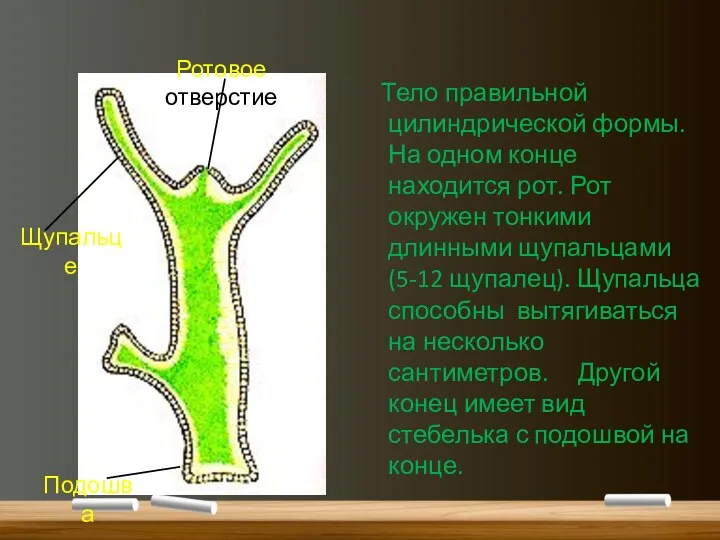 Тело правильной цилиндрической формы. На одном конце находится рот. Рот