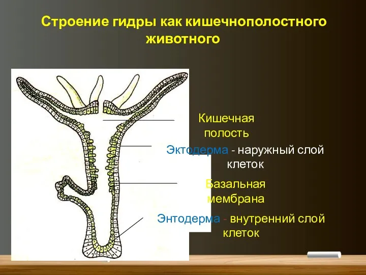 Строение гидры как кишечнополостного животного Кишечная полость Эктодерма - наружный