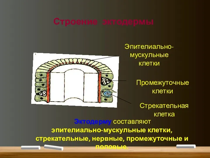 Строение эктодермы Промежуточные клетки Стрекательная клетка Эпителиально- мускульные клетки Эктодерму