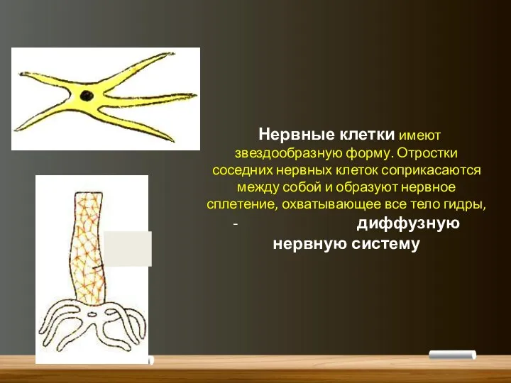 Нервные клетки имеют звездообразную форму. Отростки соседних нервных клеток соприкасаются