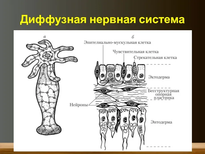 Диффузная нервная система