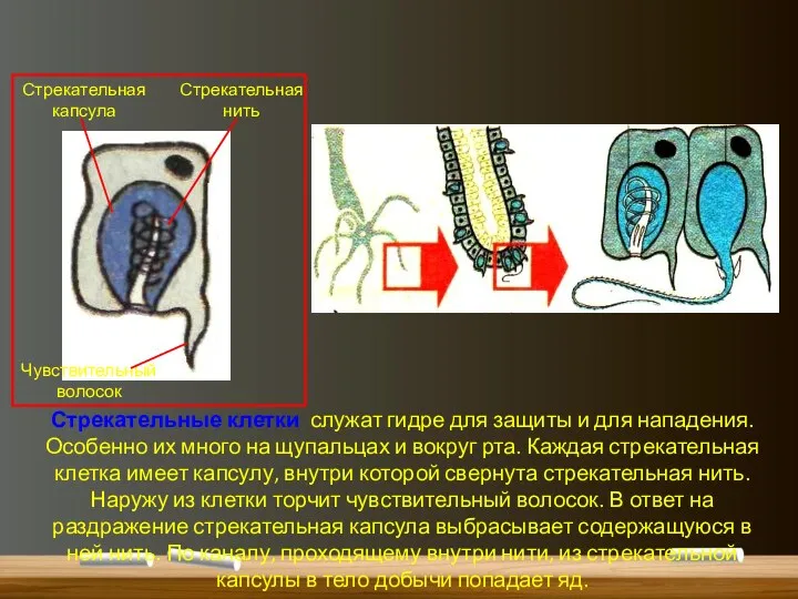 Стрекательные клетки служат гидре для защиты и для нападения. Особенно