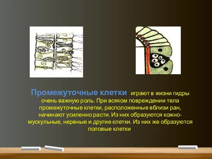 Промежуточные клетки играют в жизни гидры очень важную роль. При