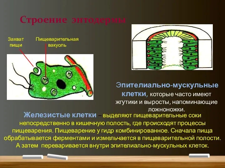 Эпителиально-мускульные клетки, которые часто имеют жгутики и выросты, напоминающие ложноножки.