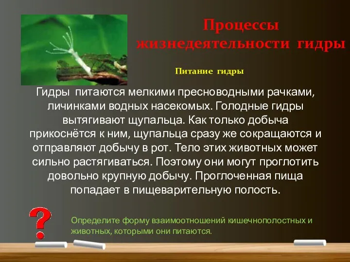 Гидры питаются мелкими пресноводными рачками, личинками водных насекомых. Голодные гидры