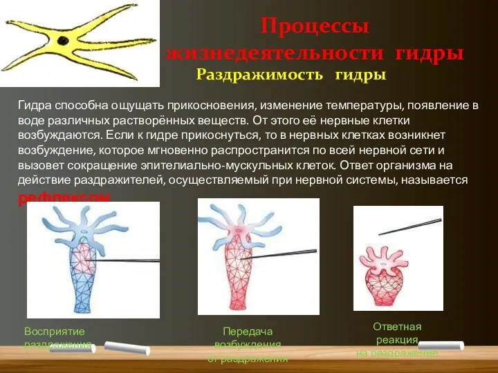 Восприятие раздражения Передача возбуждения от раздражения Ответная реакция на раздражение