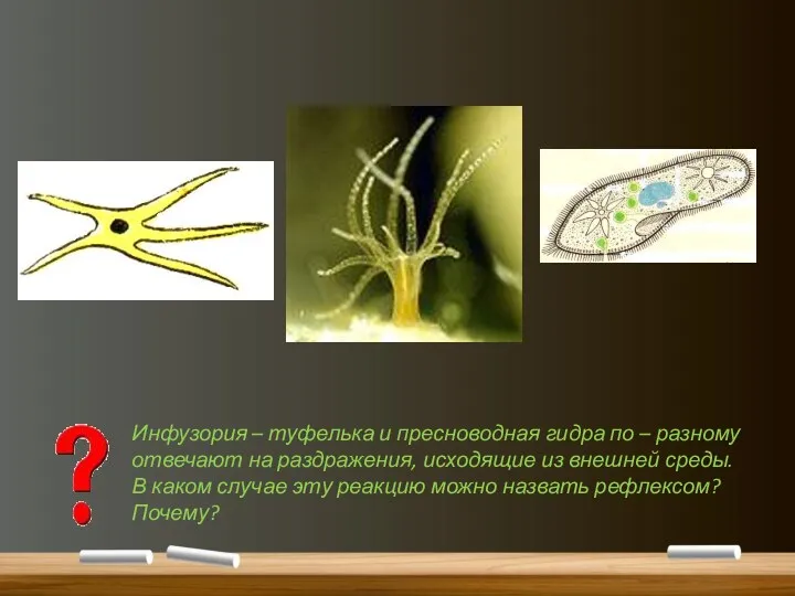 Инфузория – туфелька и пресноводная гидра по – разному отвечают