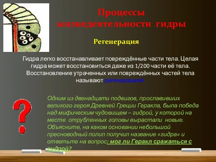 Гидра легко восстанавливает повреждённые части тела. Целая гидра может восстановиться