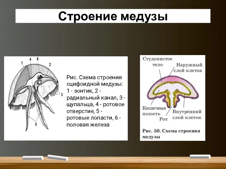 Строение медузы Рис. Схема строения сцифоидной медузы: 1 - зонтик,