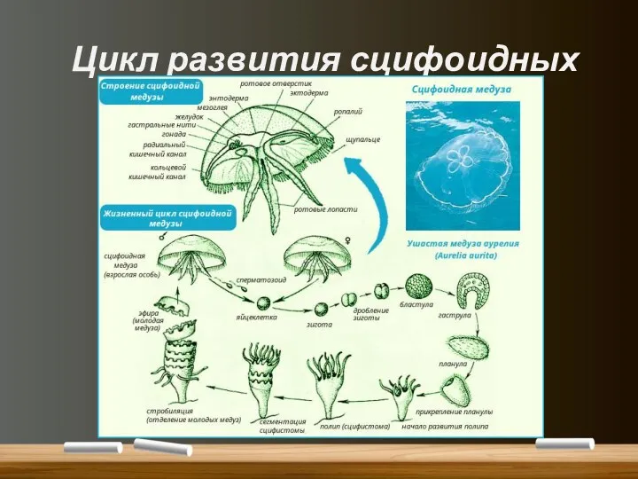 Цикл развития сцифоидных