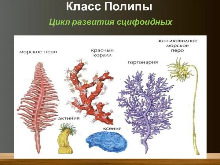 Класс Полипы Цикл развития сцифоидных