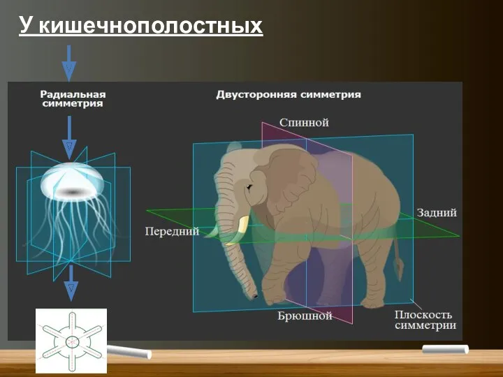 У кишечнополостных