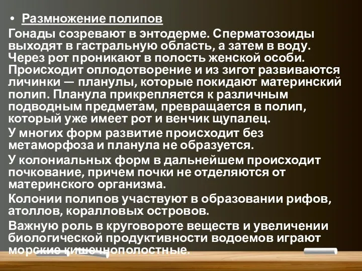 Размножение полипов Гонады созревают в энтодерме. Сперматозоиды выходят в гастральную