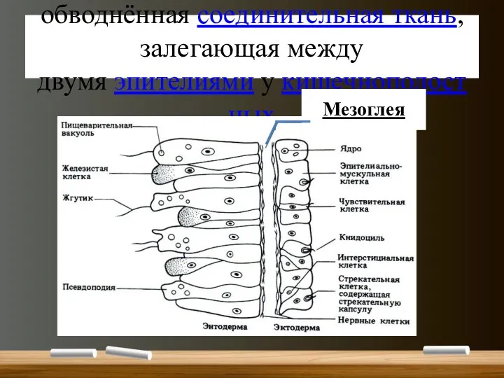 Мезоглея сильно обводнённая соединительная ткань, залегающая между двумя эпителиями у кишечнополостных Мезоглея