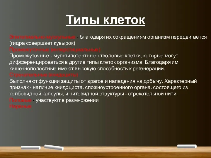 Типы клеток Эпителиально-мускульные - благодаря их сокращениям организм передвигается (гидра