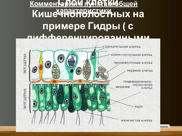 Слои клетки Кишечнополостных на примере Гидры ( с дифференцированными клетками) Комментарии к пунктам общей характеристики