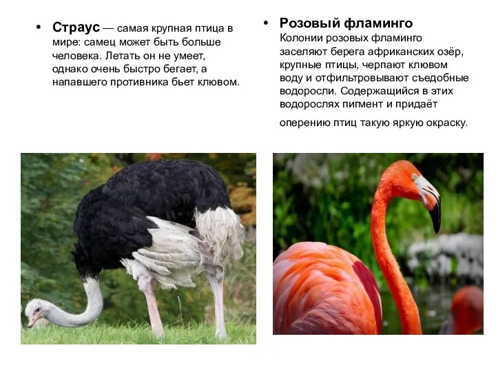 Страус — самая крупная птица в мире: самец может быть