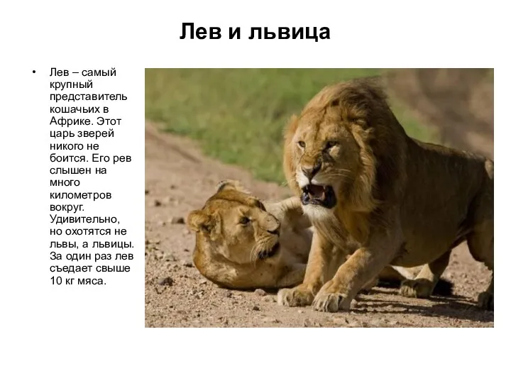 Лев и львица Лев – самый крупный представитель кошачьих в