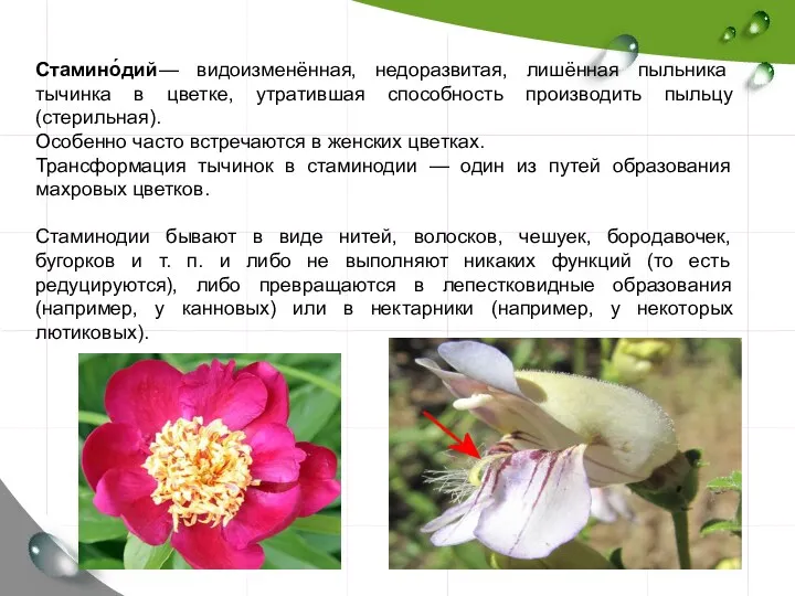Стамино́дий— видоизменённая, недоразвитая, лишённая пыльника тычинка в цветке, утратившая способность производить пыльцу (стерильная).