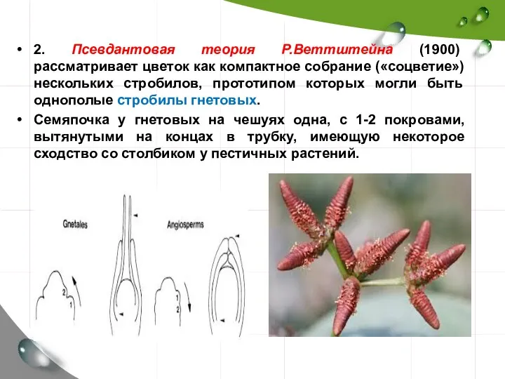 2. Псевдантовая теория Р.Веттштейна (1900) рассматривает цветок как компактное собрание («соцветие») нескольких стробилов,
