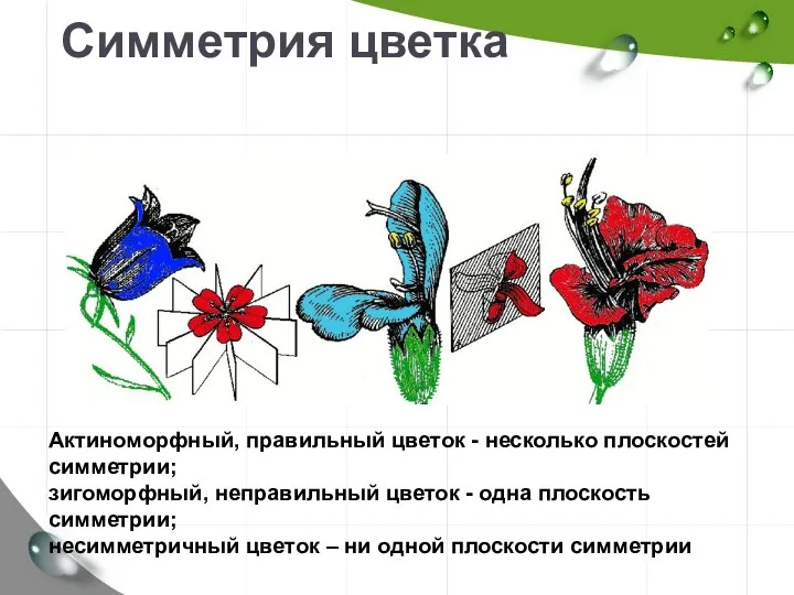 Симметрия цветка Актиноморфный, правильный цветок - несколько плоскостей симметрии; зигоморфный, неправильный цветок -