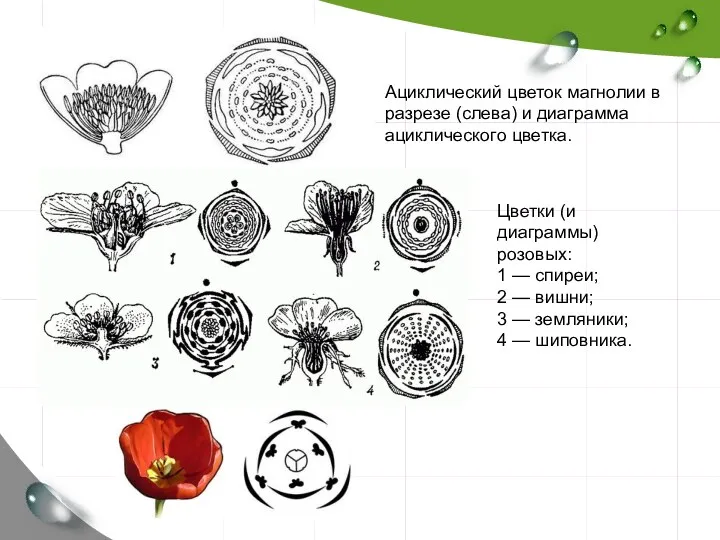 Ациклический цветок магнолии в разрезе (слева) и диаграмма ациклического цветка. Цветки (и диаграммы)