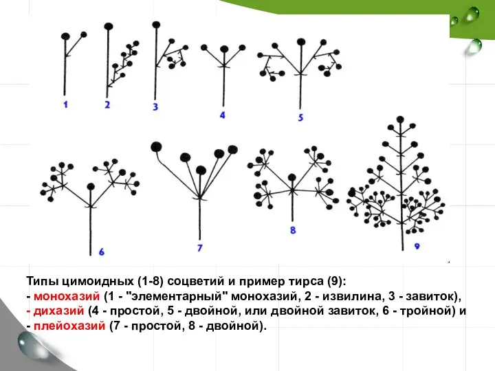 Типы цимоидных (1-8) соцветий и пример тирса (9): - монохазий (1 - "элементарный"