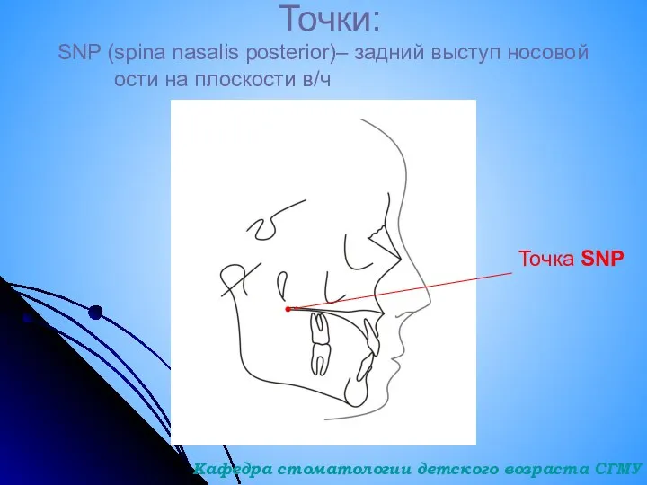 Точки: SNP (spina nasalis posterior)– задний выступ носовой ости на