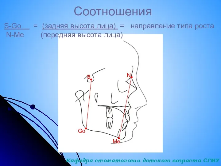 Соотношения S-Go = (задняя высота лица) = направление типа роста