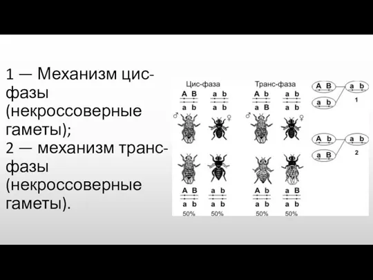 1 — Механизм цис-фазы (некроссоверные гаметы); 2 — механизм транс-фазы (некроссоверные гаметы).