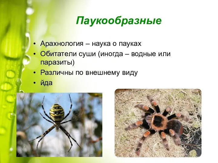 Паукообразные Арахнология – наука о пауках Обитатели суши (иногда –
