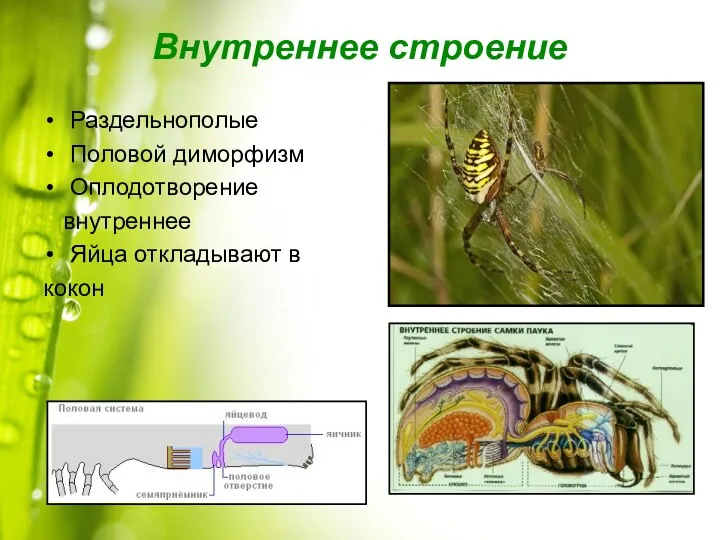 Внутреннее строение Раздельнополые Половой диморфизм Оплодотворение внутреннее Яйца откладывают в кокон
