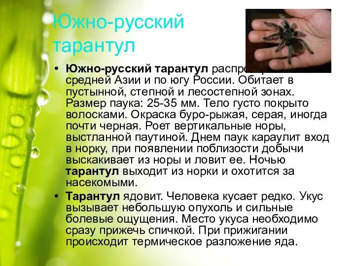 Южно-русский тарантул Южно-русский тарантул распространён в средней Азии и по