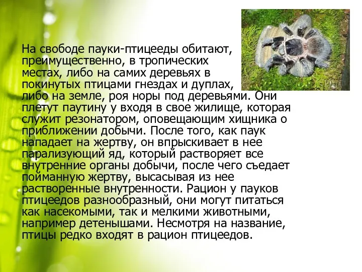 На свободе пауки-птицееды обитают, преимущественно, в тропических местах, либо на