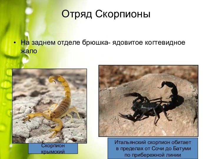 Отряд Скорпионы На заднем отделе брюшка- ядовитое когтевидное жало Скорпион