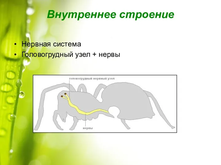 Внутреннее строение Нервная система Головогрудный узел + нервы