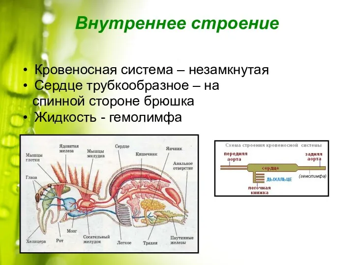 Внутреннее строение Кровеносная система – незамкнутая Сердце трубкообразное – на спинной стороне брюшка Жидкость - гемолимфа