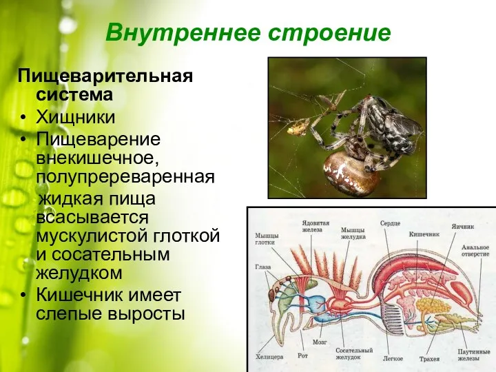 Внутреннее строение Пищеварительная система Хищники Пищеварение внекишечное, полупререваренная жидкая пища