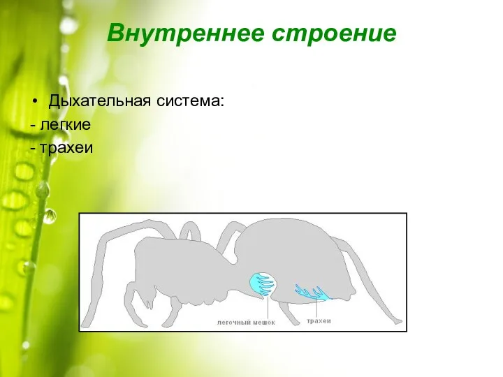 Внутреннее строение Дыхательная система: - легкие - трахеи