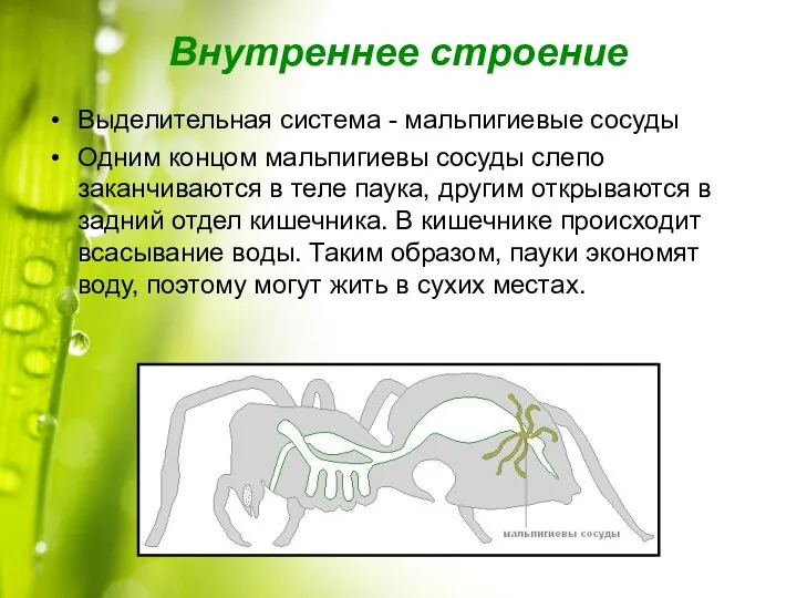 Внутреннее строение Выделительная система - мальпигиевые сосуды Одним концом мальпигиевы