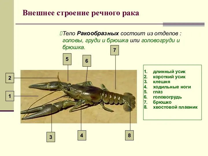 Внешнее строение речного рака Тело Ракообразных состоит из отделов :